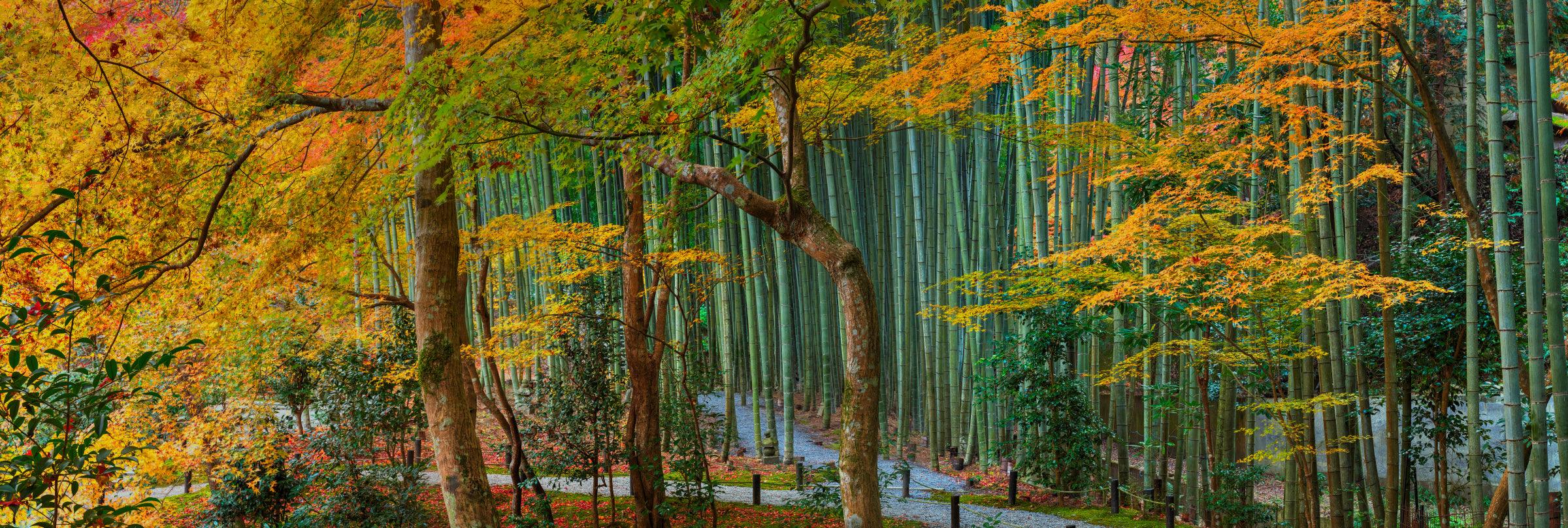 Tree Fine Art Photography